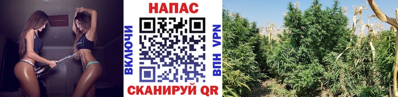 Конопля Ganja где можно купить наркотик Новоаннинский